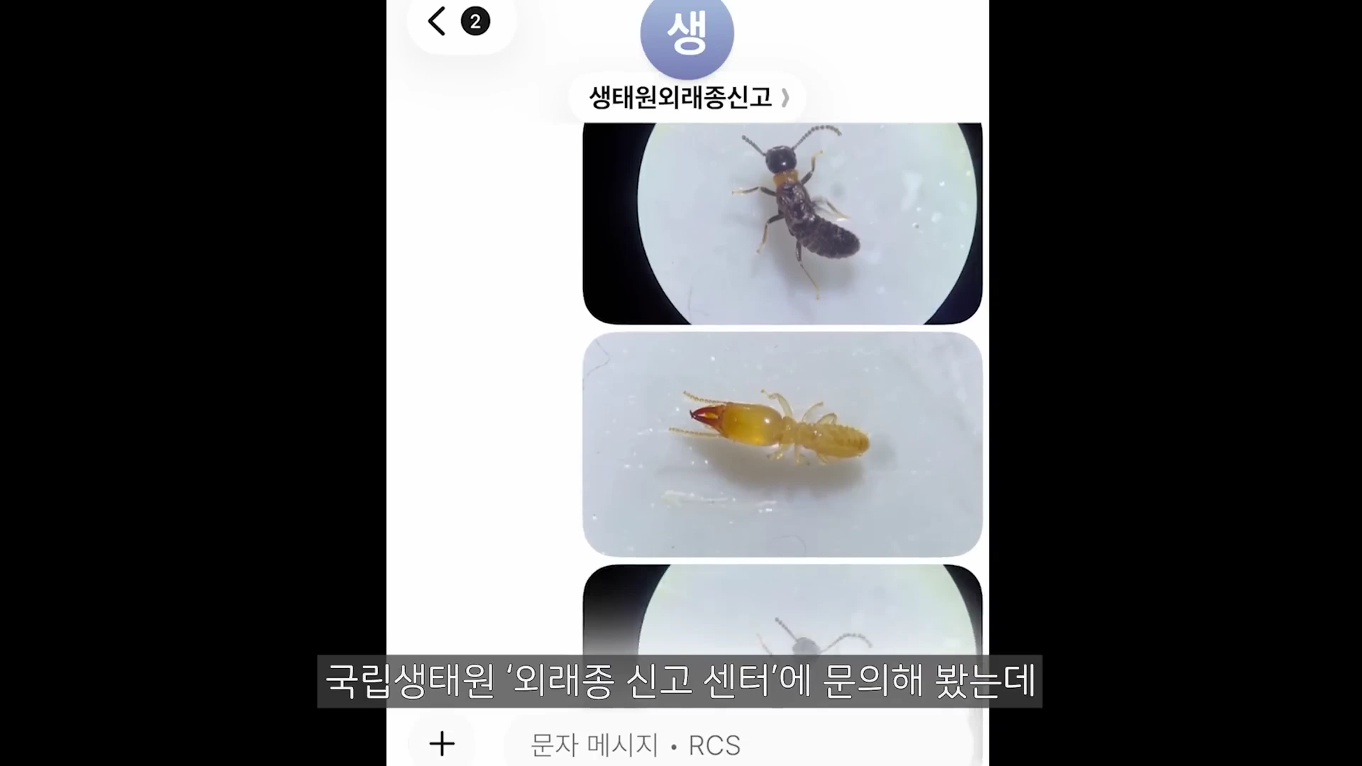 스마트폰 메신저 화면에 국립생태원 외래종 신고 센터로 보내는 흰개미 사진 세 장이 순서대로 나열되어 있다.