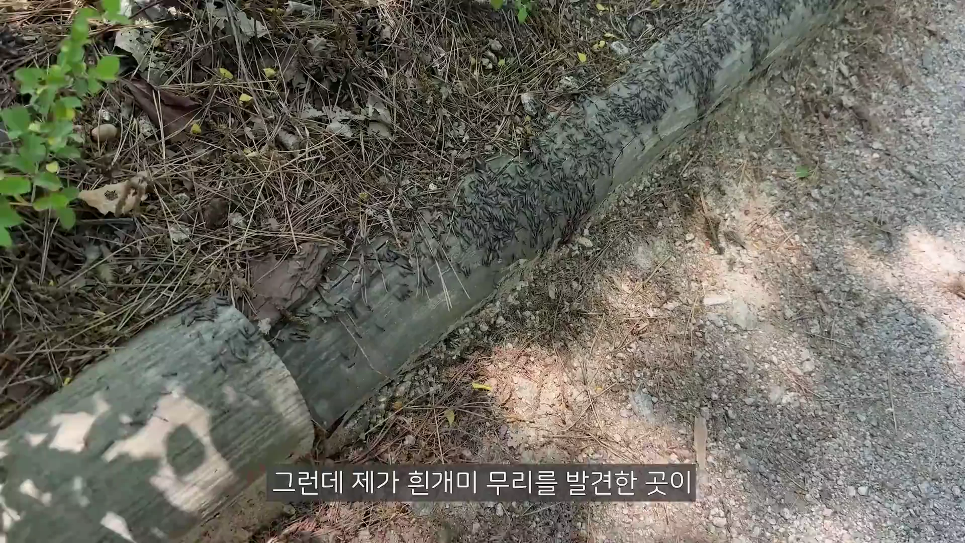 인왕산 등산로 옆 나무 경계석 위에 검은색 곤충들이 다수 모여 있는 모습