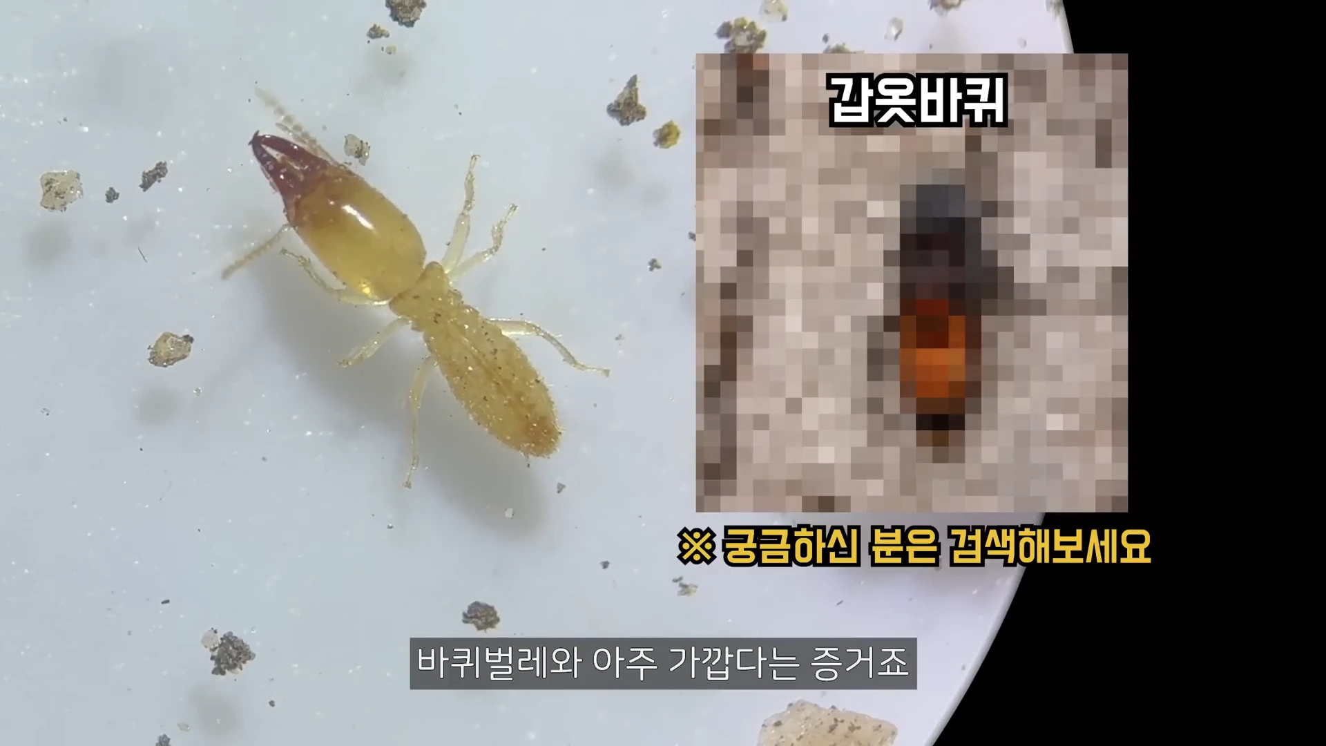 왼쪽에는 밝은 갈색의 흰개미가 있고, 오른쪽에는 모자이크 처리된 갑옷바퀴 사진과 함께 이를 비교하는 자막이 화면에 표시되어 있습니다.