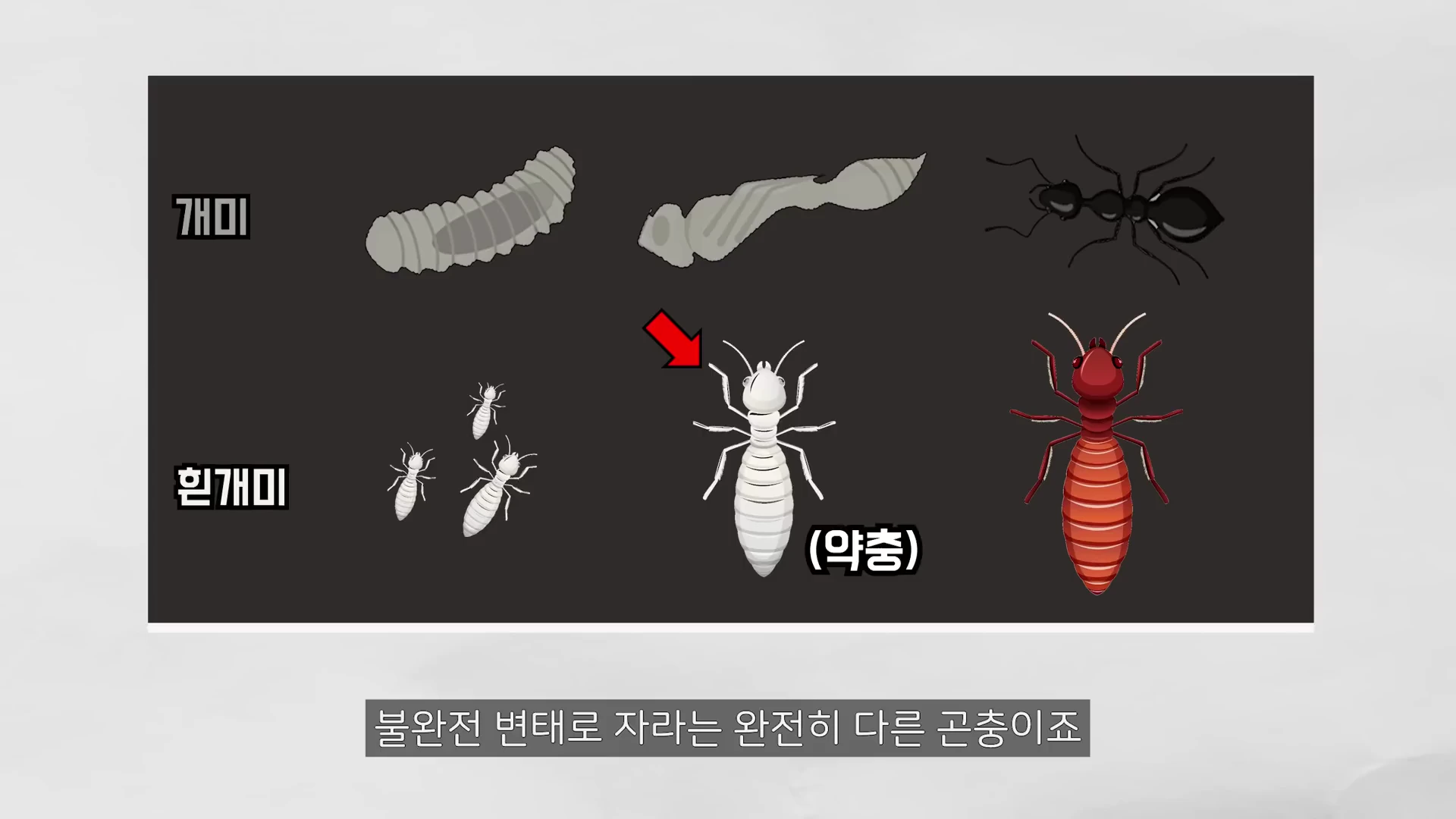 개미와 흰개미의 성장 단계를 비교한 교육용 그래픽입니다. 위쪽 줄에는 개미의 애벌레, 번데기, 성충 단계가 그려져 있고, 아래쪽 줄에는 흰개미의 약충 성장 단계가 나열되어 있습니다.