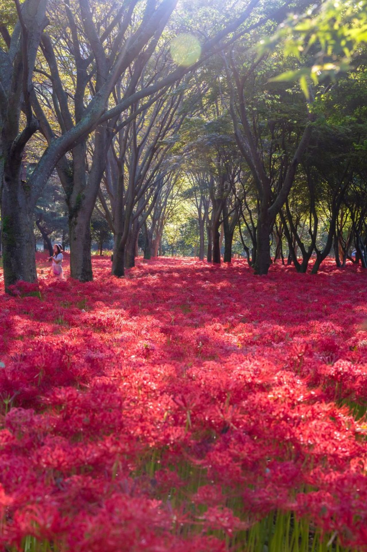영광 불갑사 / 한국관광콘텐츠랩-황성훈