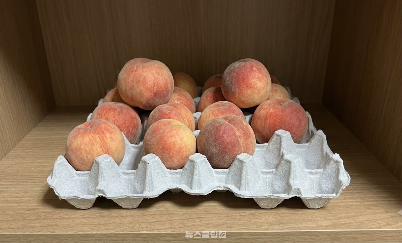 복숭아 계란판 보관 / 기사 이해를 돕기 위한 AI 이미지