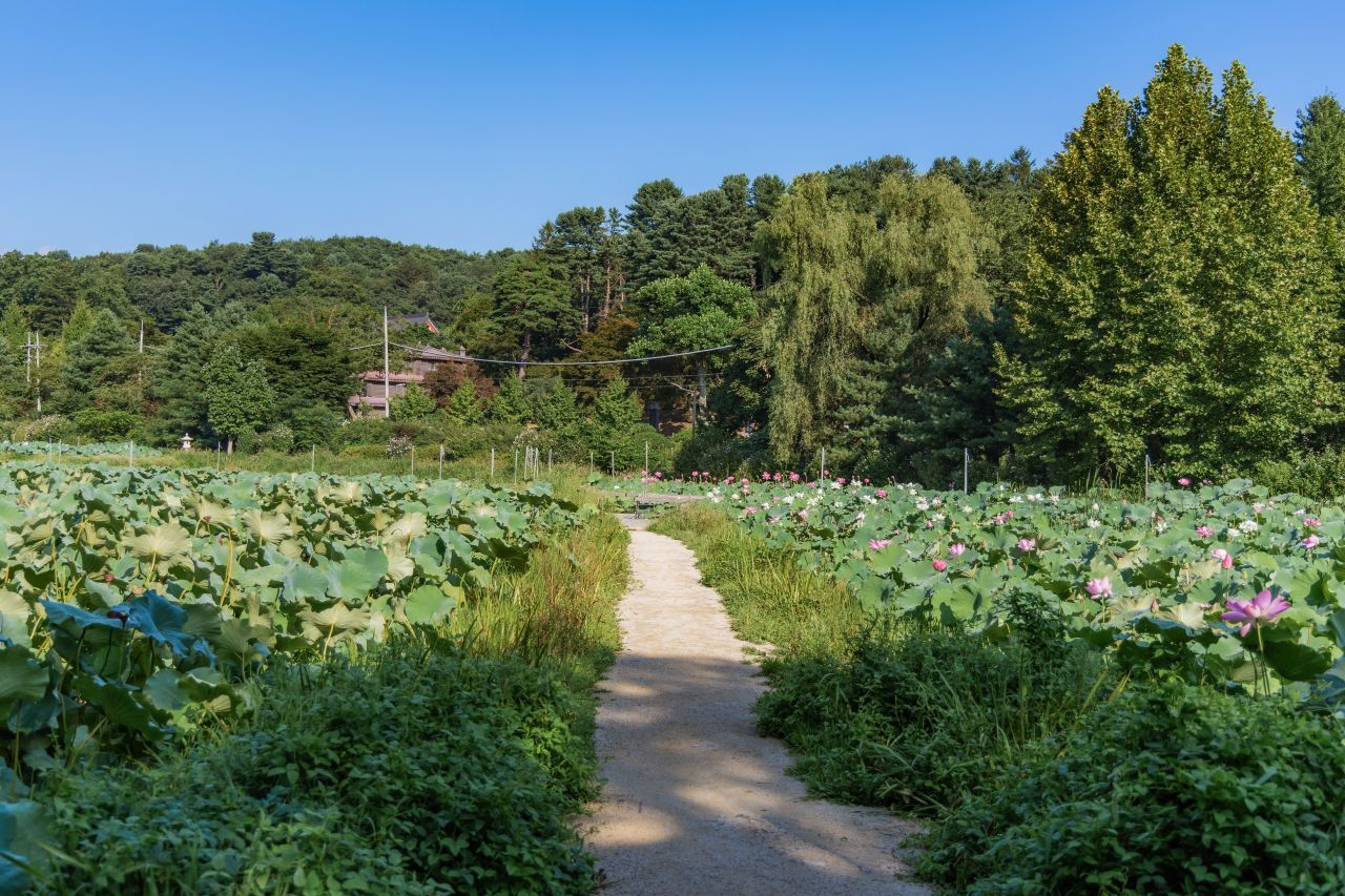 남양주 봉선사 / 한국관광콘텐츠랩-안영관