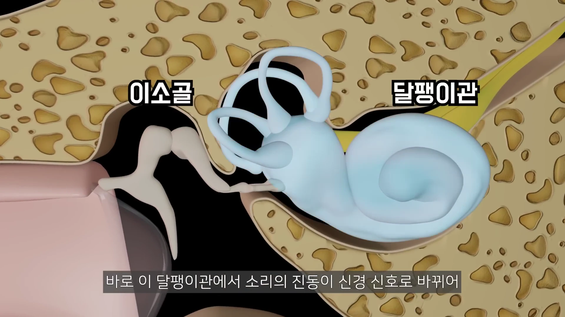 사람 귀 내부의 이소골과 달팽이관을 나타낸 생물학적 모식도