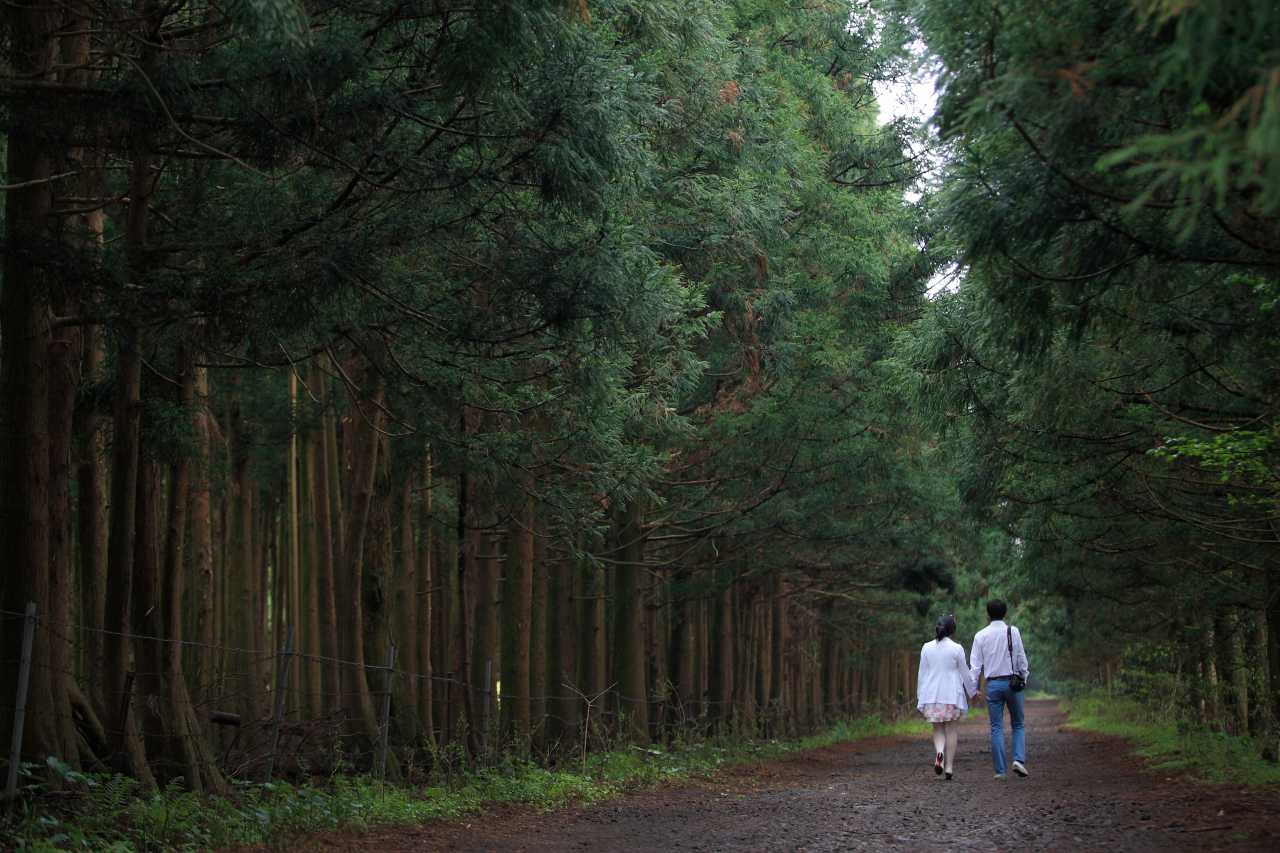 제주 비자림 / 사진=제주관광공사