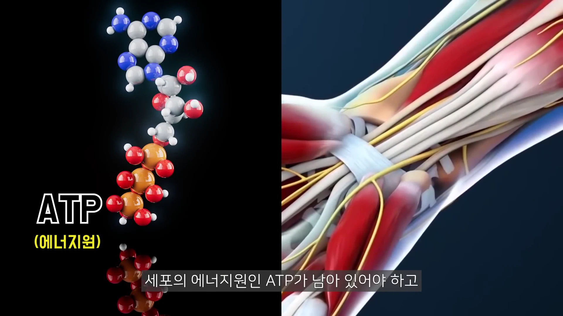 화면 왼쪽에는 ATP 분자 구조 모델이, 오른쪽에는 근육과 신경이 연결된 3D 그래픽이 배치되어 있으며 하단에 '세포의 에너지원인 ATP가 남아 있어야 하고'라는 자막이 보입니다.