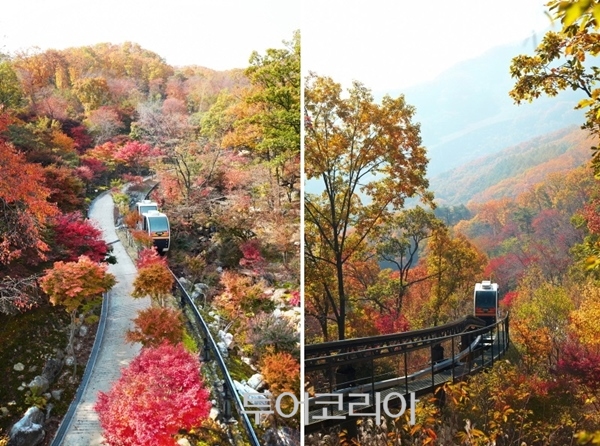 붉은 단풍으로 물든 가을 화담숲 풍경 / 화담숲제공