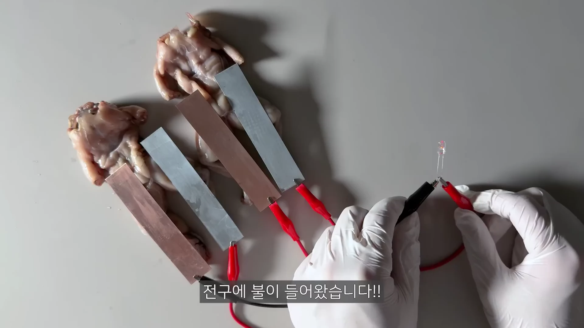 흰색 실험용 장갑을 낀 손이 두 마리의 개구리 다리에 연결된 금속판과 전선을 조작하여 작은 LED 전구에 불을 켜는 모습.