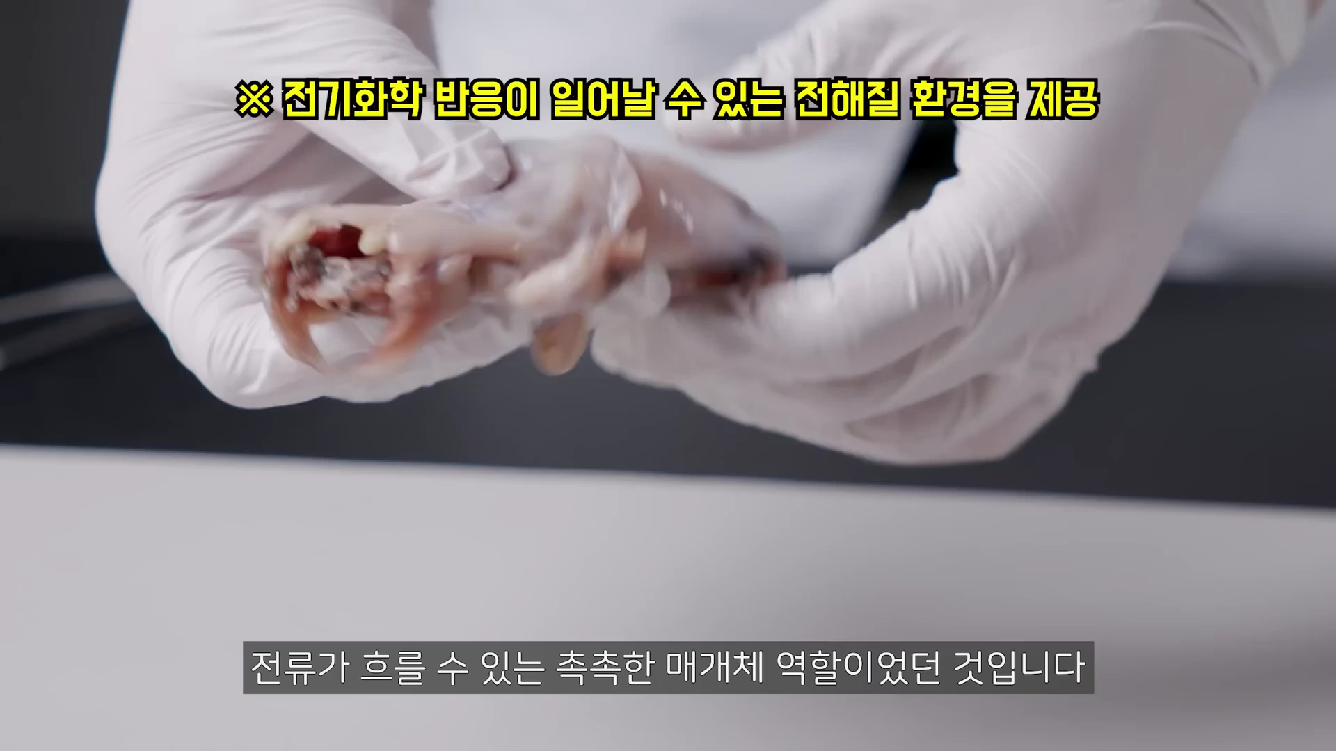 장갑을 낀 두 손이 개구리 다리를 들고 있는 모습 위로 '전기화학 반응이 일어날 수 있는 전해질 환경을 제공'이라는 노란색 글자와 하단에 '전류가 흐를 수 있는 촉촉한 매개체 역할이었던 것입니다'라는 자막이 보입니다.