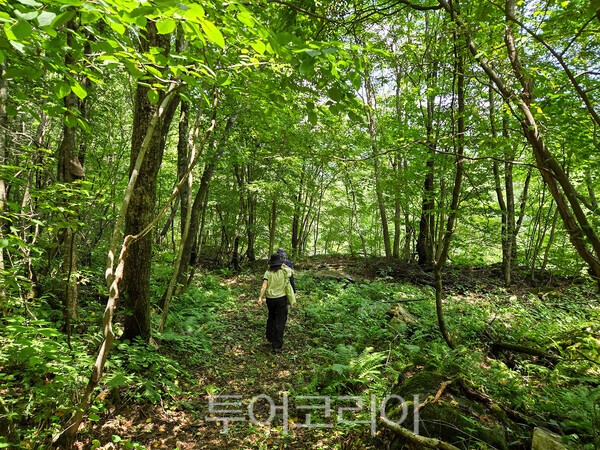 사진 / 아침가리길 계곡_북부지방산림청 제공