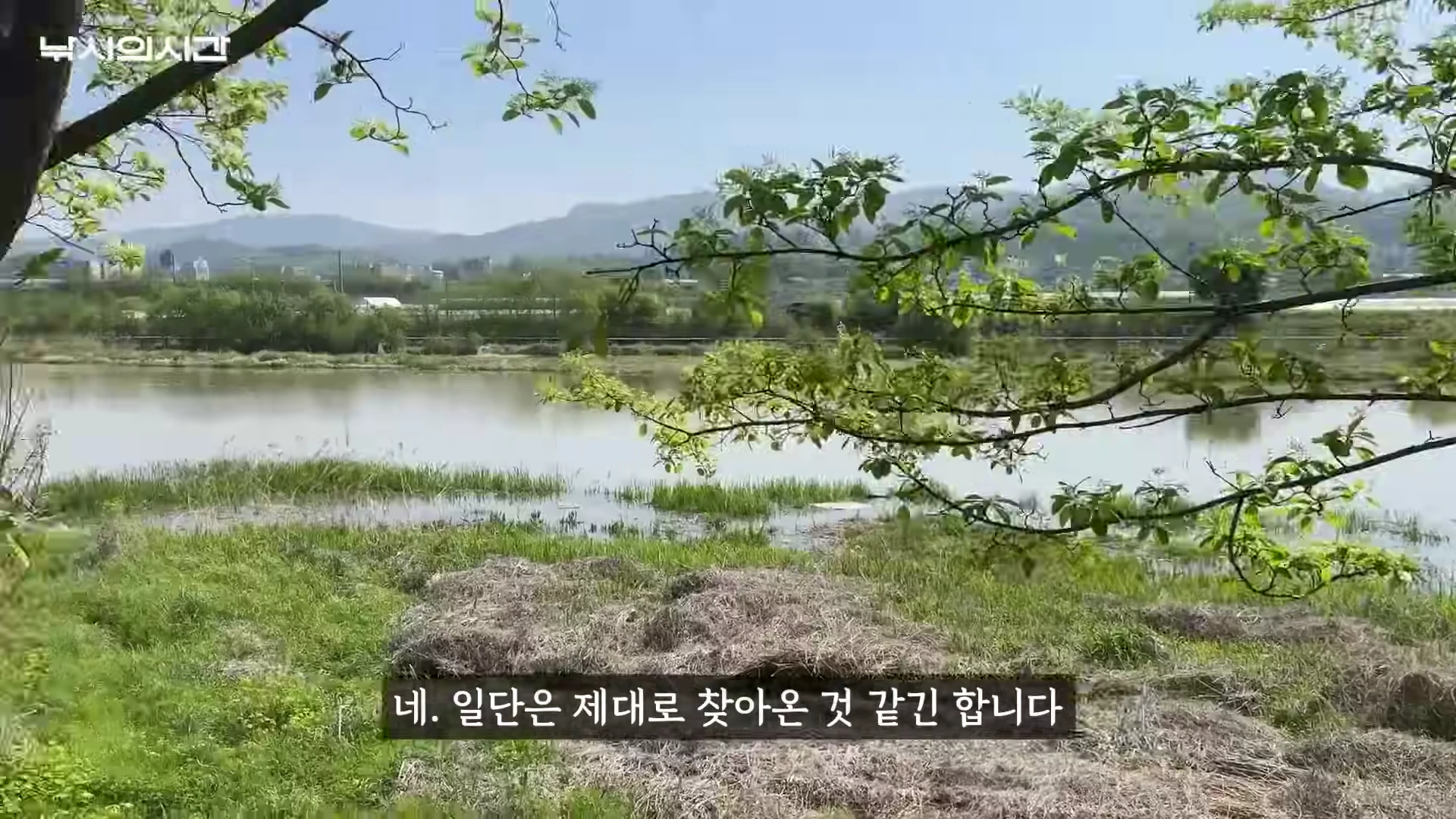 푸른 나무와 풀이 무성한 무심천 하천가 전경으로, 멀리 산 능선이 보이고 물가가 평화롭게 펼쳐져 있다.