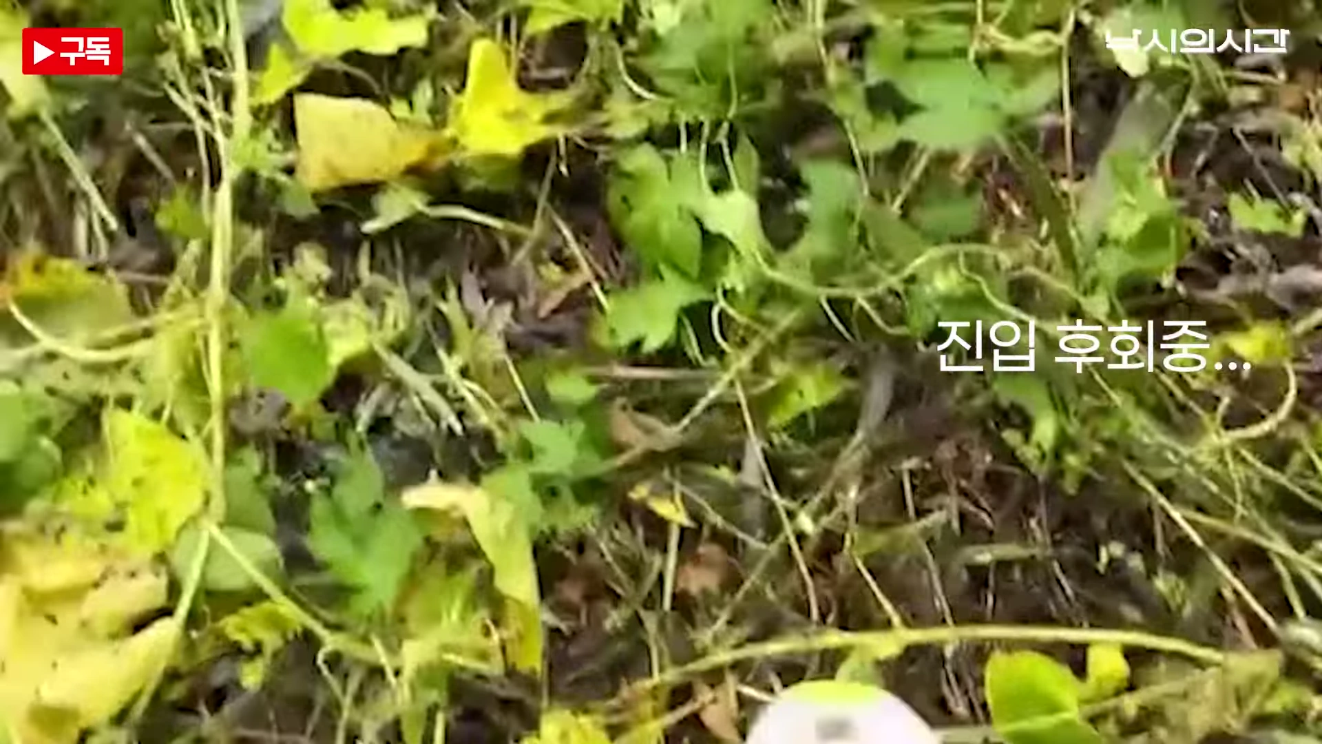 무성한 풀과 덩굴로 덮인 낚시터 진입로 바닥 모습