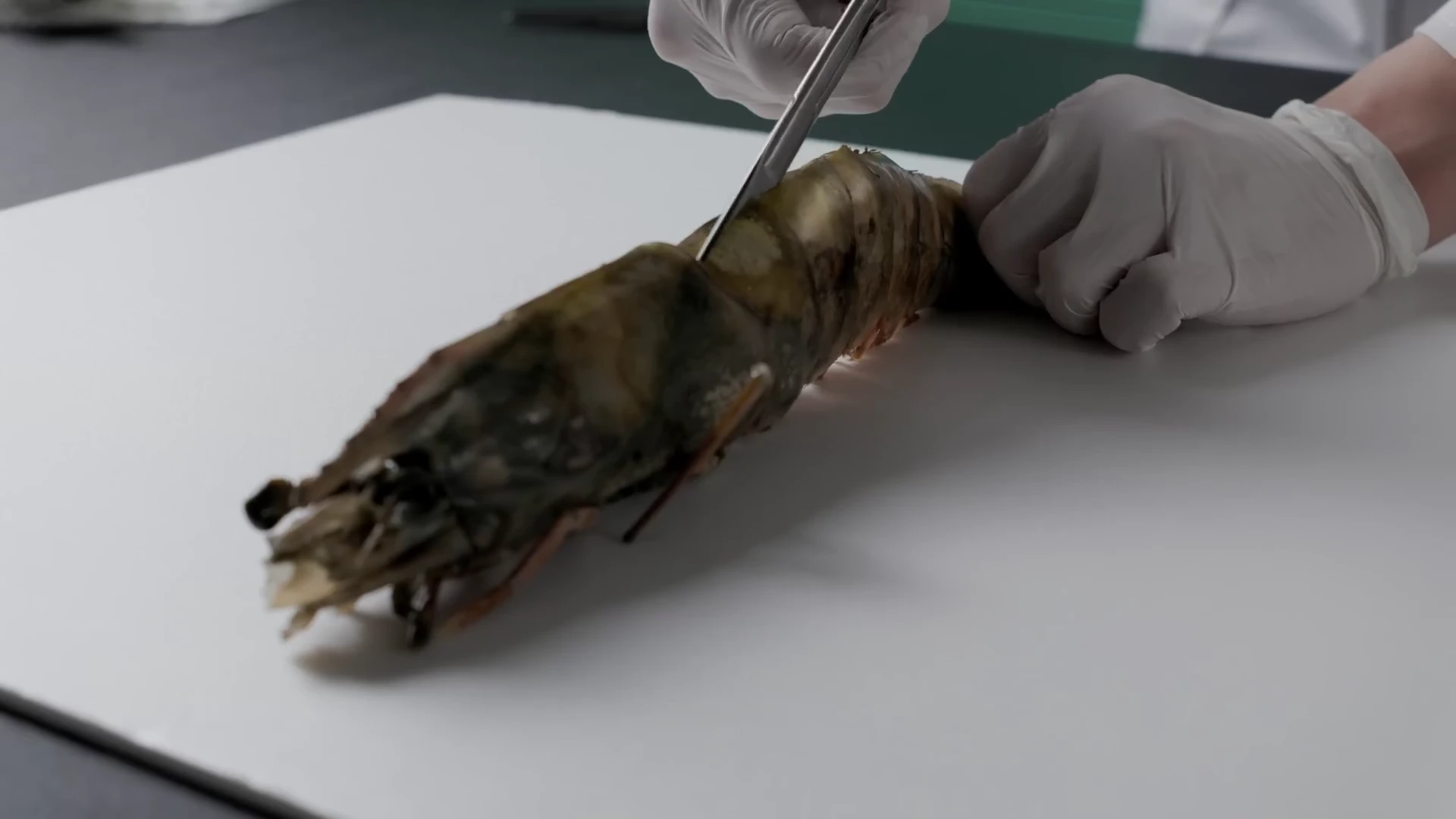 흰색 장갑을 낀 손이 핀셋과 도구로 킹타이거 새우의 등 껍질을 조심스럽게 절개하고 있다.
