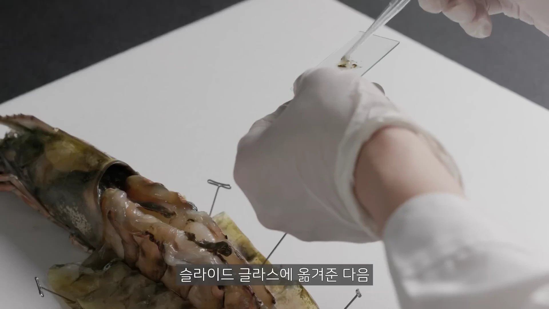 흰색 장갑을 낀 연구자가 스포이트를 이용해 새우의 등에서 추출한 내장 물질을 슬라이드 글라스 위에 올리고 있다.