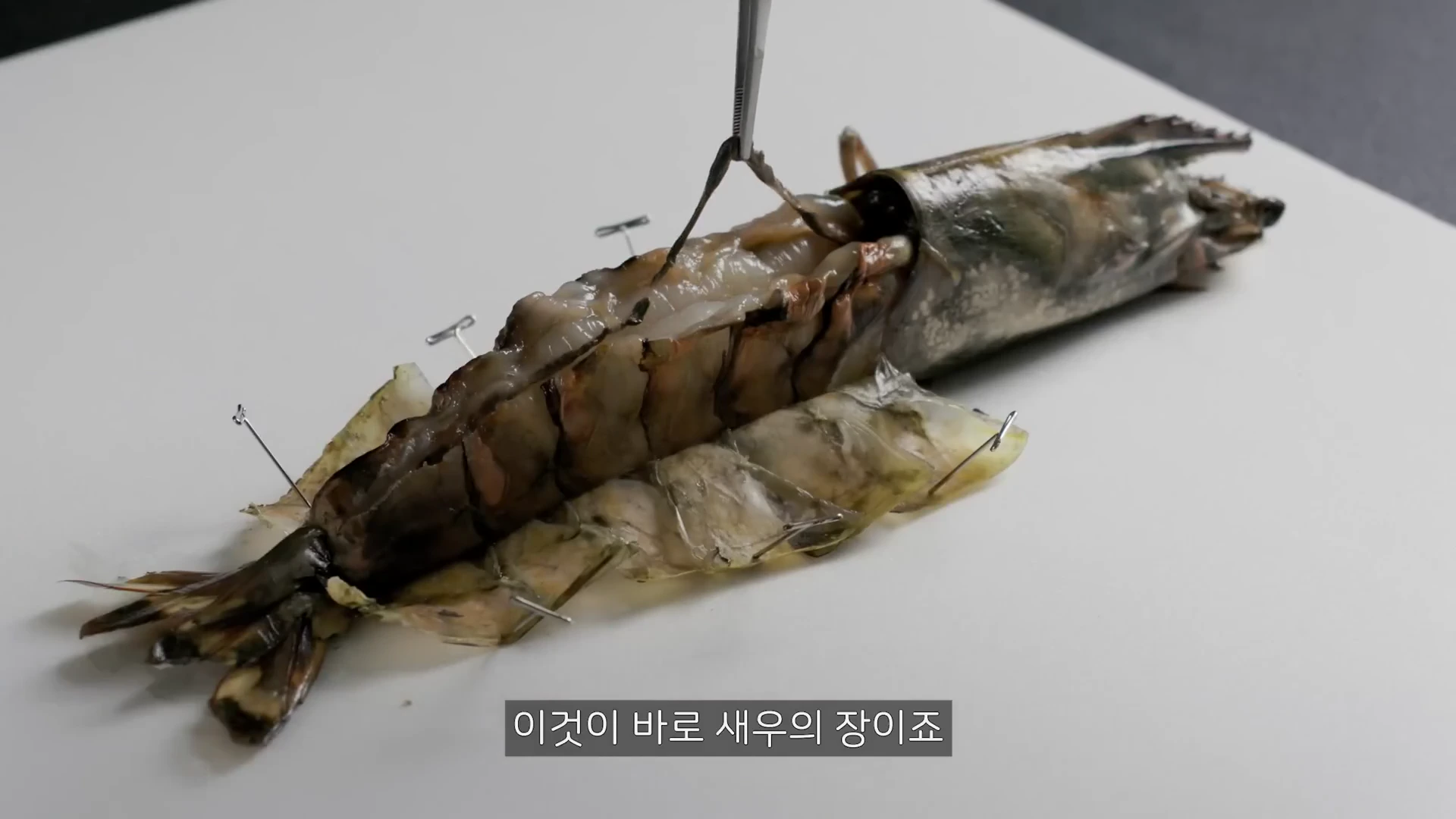 핀으로 고정되어 등껍질이 열린 킹타이거 새우의 내부에서 핀셋으로 검은색 소화관을 들어 올리는 모습이 촬영된 비디오 프레임이다.