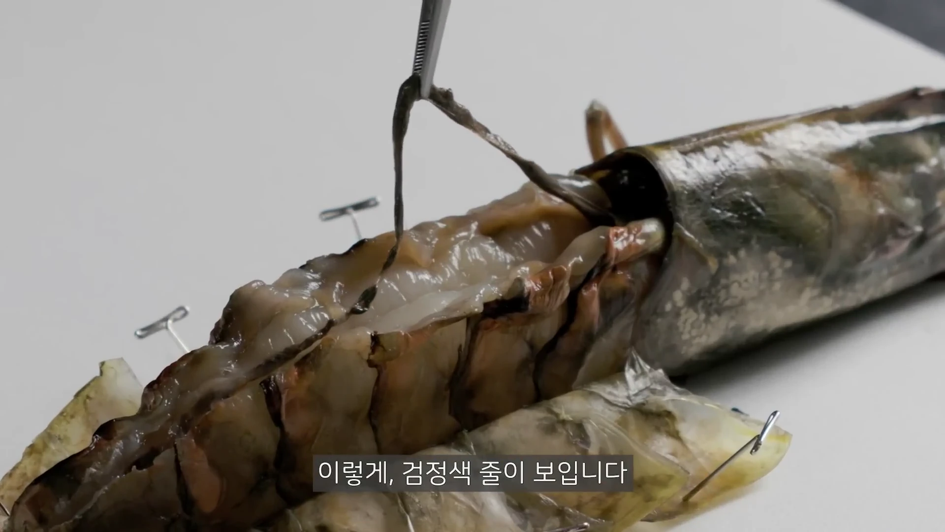 흰색 배경 위에서 핀으로 고정된 새우의 등 껍질을 벗기고 핀셋으로 소화관인 검은 줄을 들어 올리는 모습