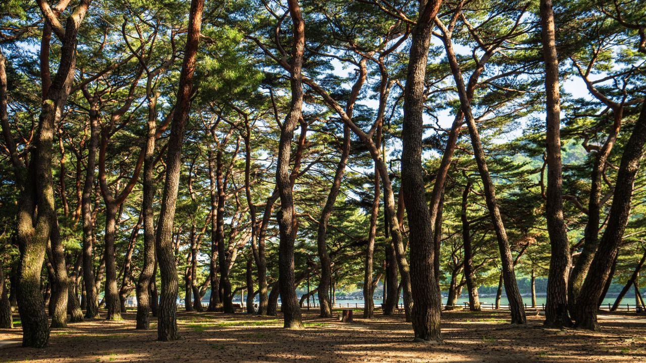 하동송림공원 / 한국관광콘텐츠랩-김지호