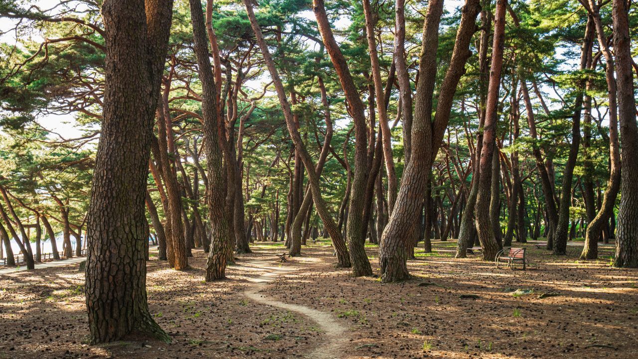 하동송림공원 / 한국관광콘텐츠랩-김지호