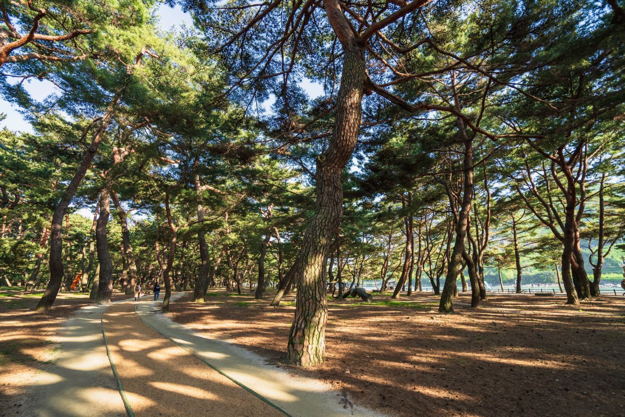 하동송림공원 / 한국관광콘텐츠랩-김지호