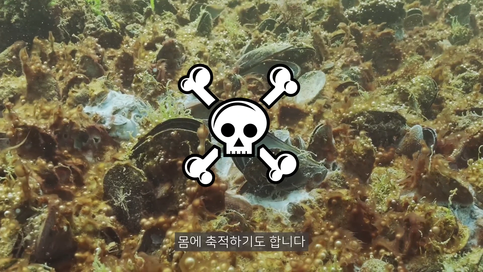 바닷속 바위 위에 붙어 있는 여러 개의 조개류 위로 해골 모양의 경고 아이콘이 겹쳐져 있는 그래픽 화면