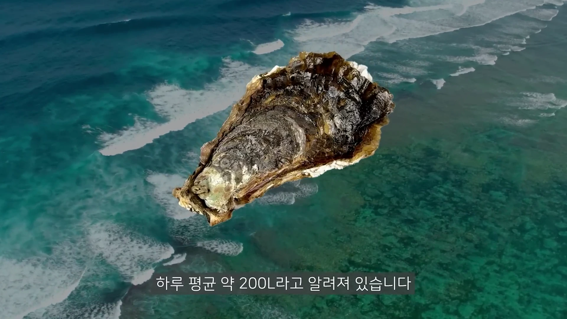 에메랄드빛 바다 전경 위로 굴 한 마리가 크게 떠 있는 그래픽 이미지로, 하단에는 굴의 여과 능력에 대한 한국어 자막이 합성되어 있습니다.