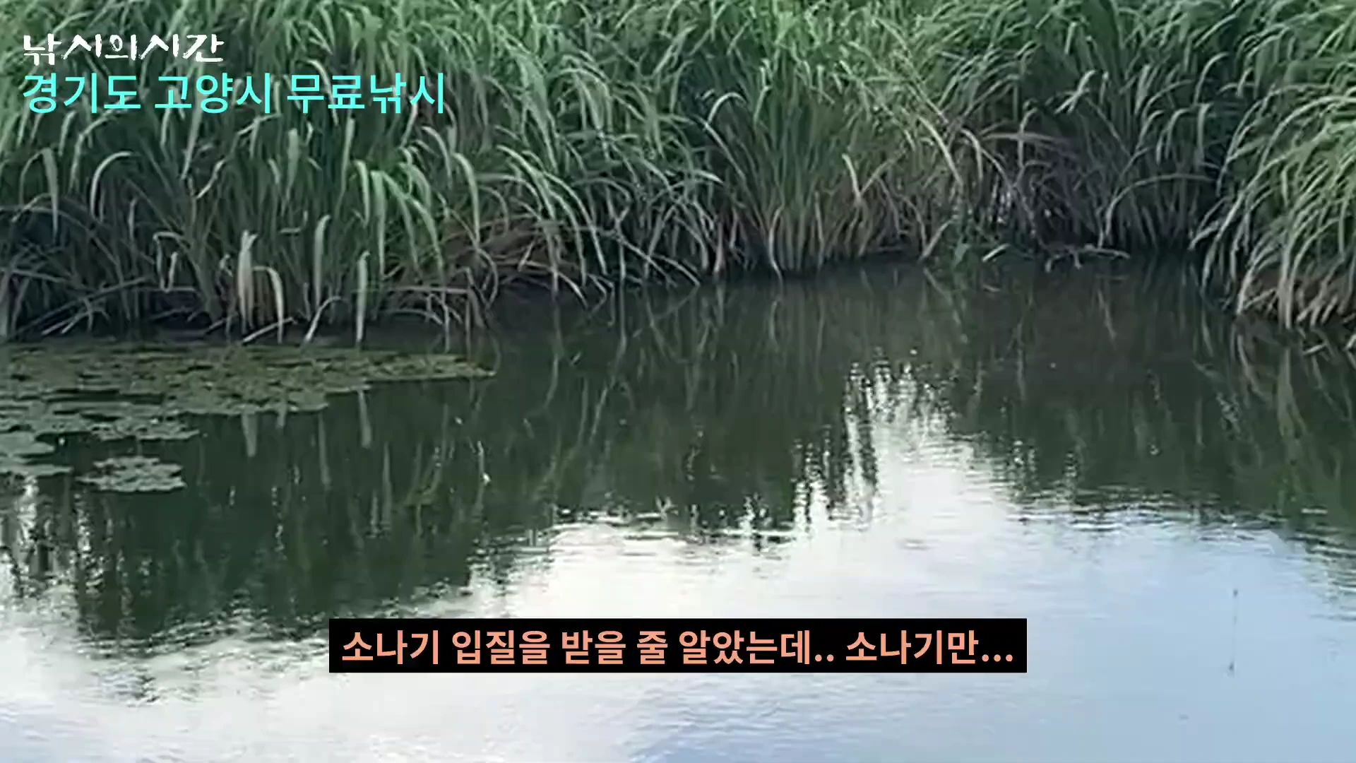 잔잔한 수면 위에 수초가 빽빽하게 자라 있는 무료 낚시터의 전경