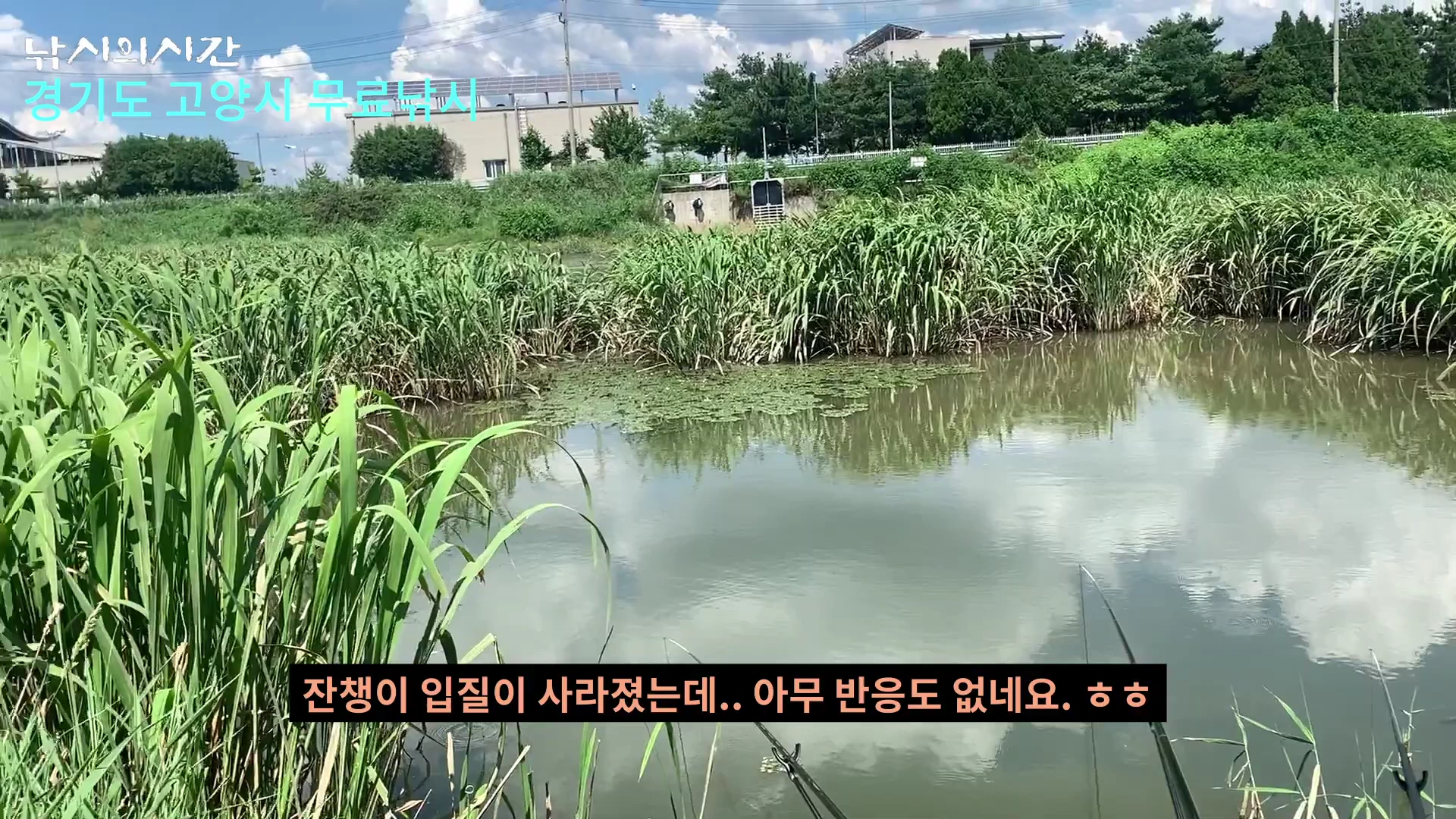 푸른 수초가 무성한 저수지 풍경과 낚싯대가 펼쳐진 현장의 모습이 영상 프레임으로 담겨 있습니다.