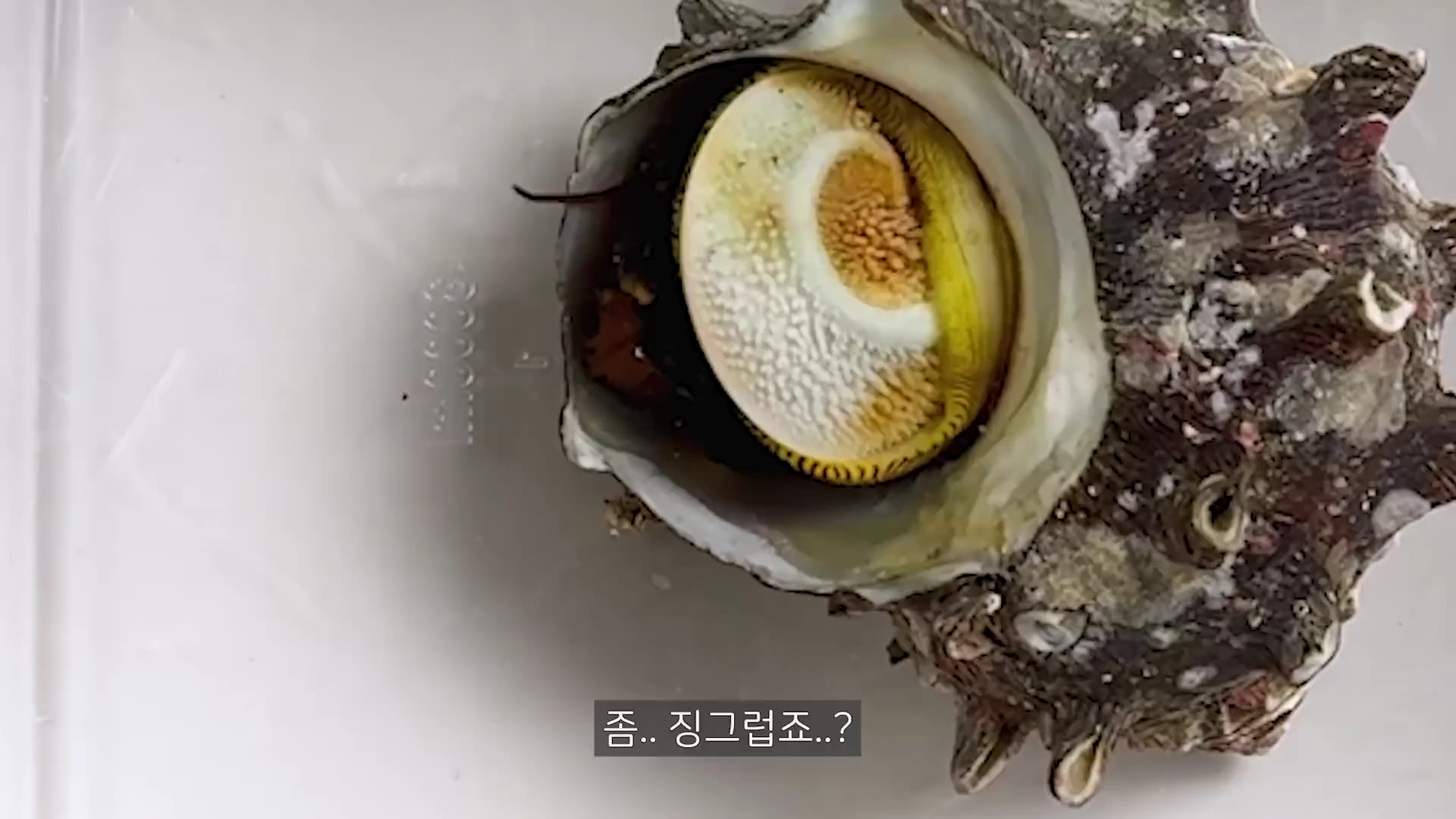 물속 투명한 용기 안에 담긴 뿔소라의 모습으로, 껍데기 입구를 덮고 있는 오돌토돌한 질감의 두꺼운 덮개판이 선명하게 보입니다.