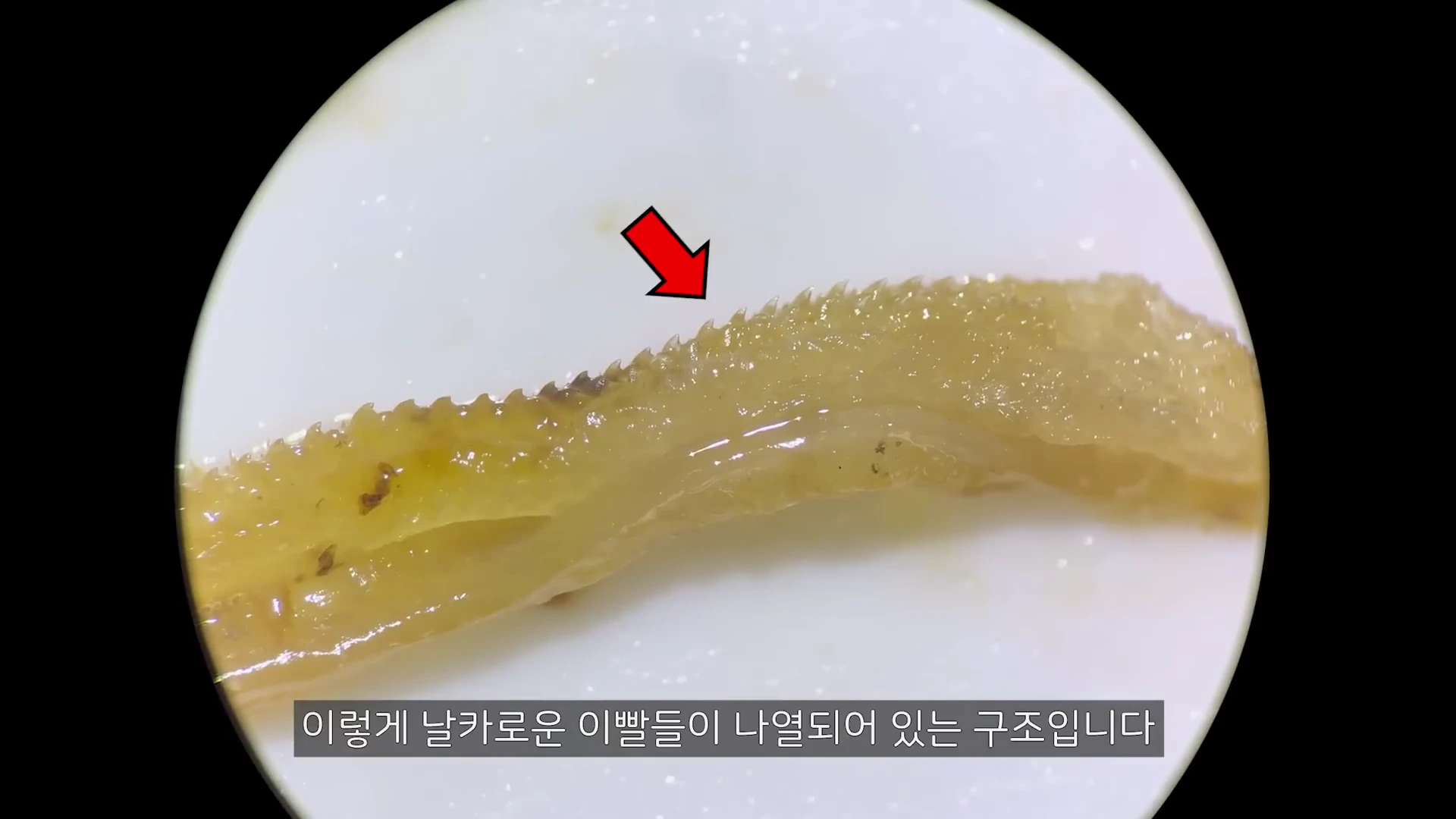현미경으로 확대하여 관찰한 뿔소라의 치설로, 줄 모양의 조직 위에 뾰족한 이빨들이 나란히 돋아나 있는 모습이 빨간 화살표로 가리켜져 있습니다.