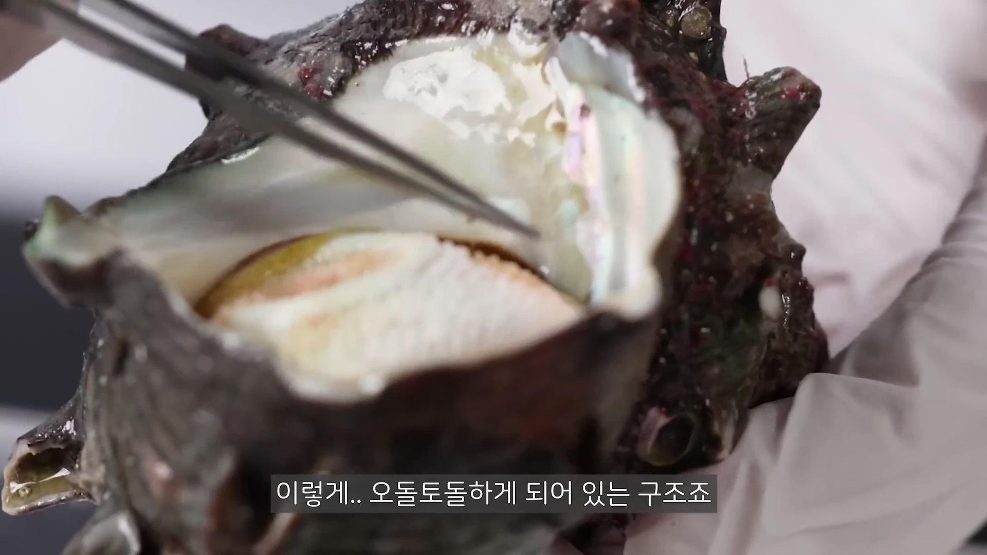 장갑을 낀 손이 핀셋으로 뿔소라 껍데기 입구를 막고 있는 오돌토돌하고 두꺼운 덮개판을 가리키고 있는 모습.