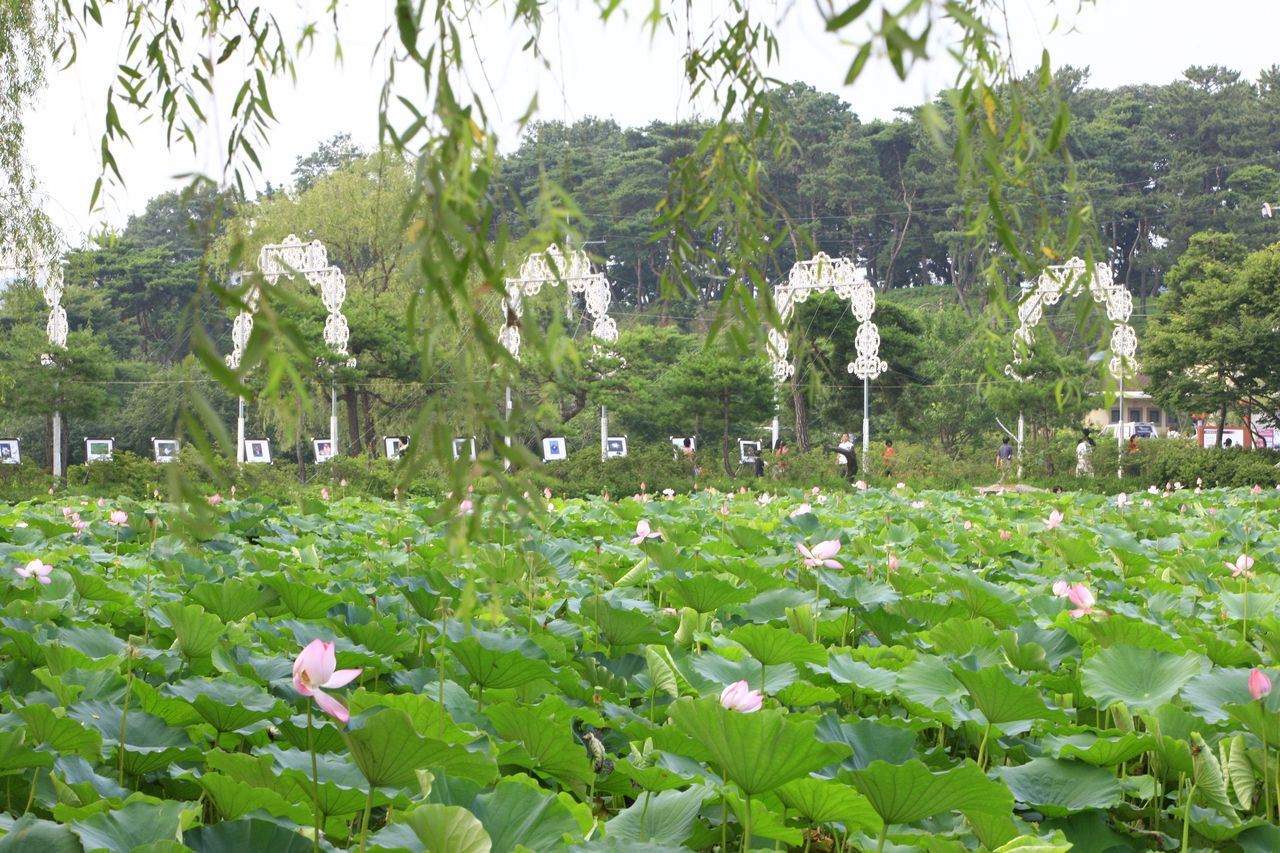 궁남지 / 한국관광콘텐츠랩-김지호