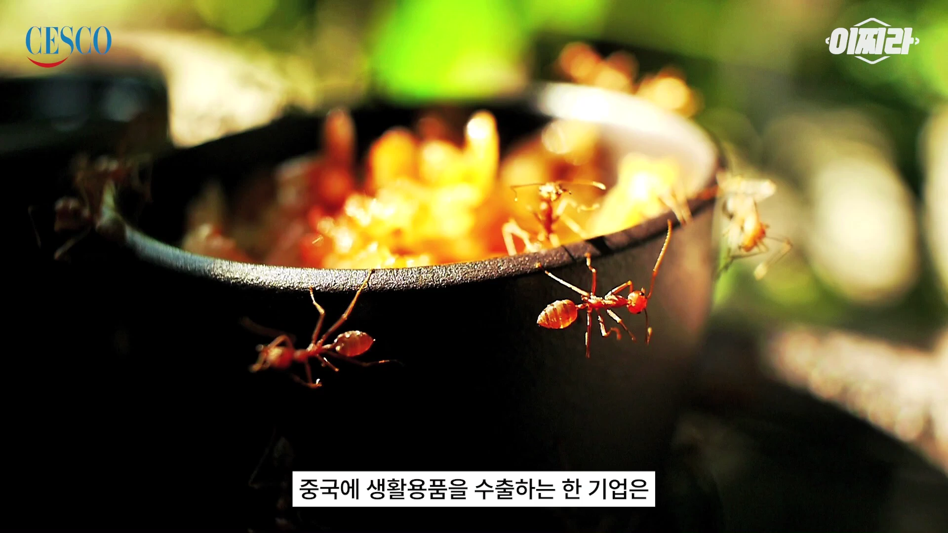 어두운 배경 속에서 검은색 그릇 주변을 기어 다니는 개미들이 클로즈업되어 보이며, 화면 하단에는 '중국에 생활용품을 수출하는 한 기업은'이라는 자막이 적혀 있습니다.