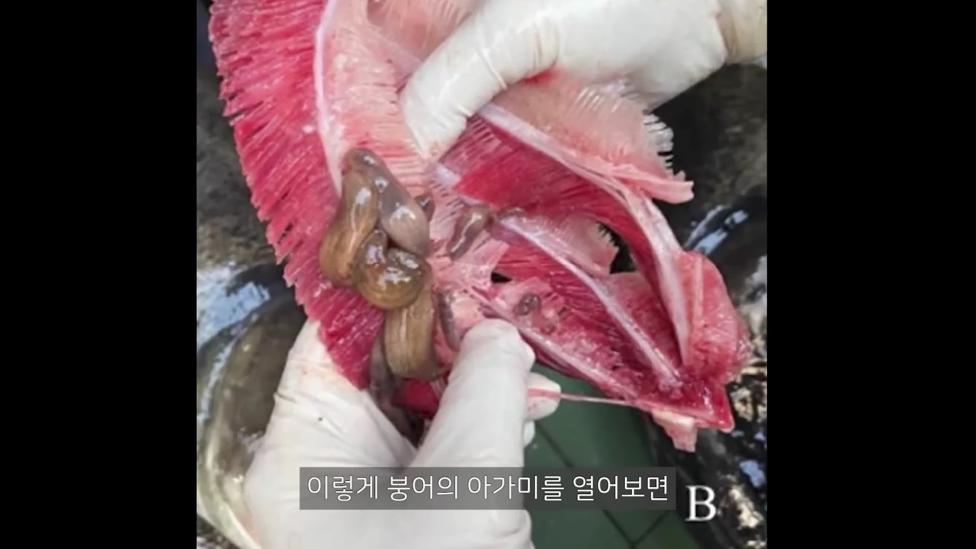 흰색 장갑을 낀 손이 붕어의 선명한 붉은 아가미를 벌리고 있고, 그 사이에 갈색의 붕어거머리 여러 마리가 붙어 있는 모습