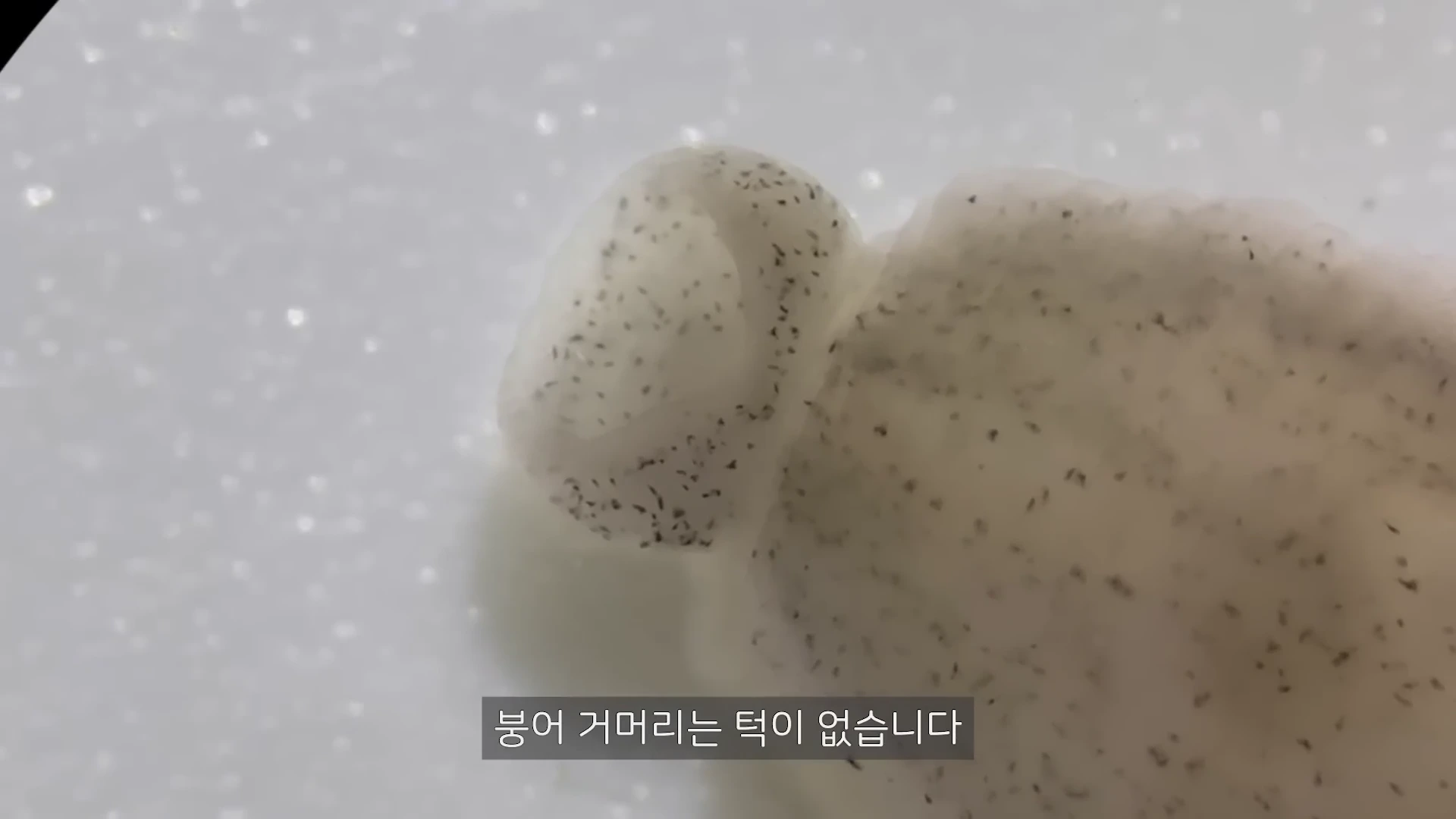 현미경으로 관찰한 붕어거머리의 신체 일부가 밝은 배경 위에 놓여 있으며 화면 하단에 붕어 거머리는 턱이 없습니다라는 자막이 표시되어 있습니다.