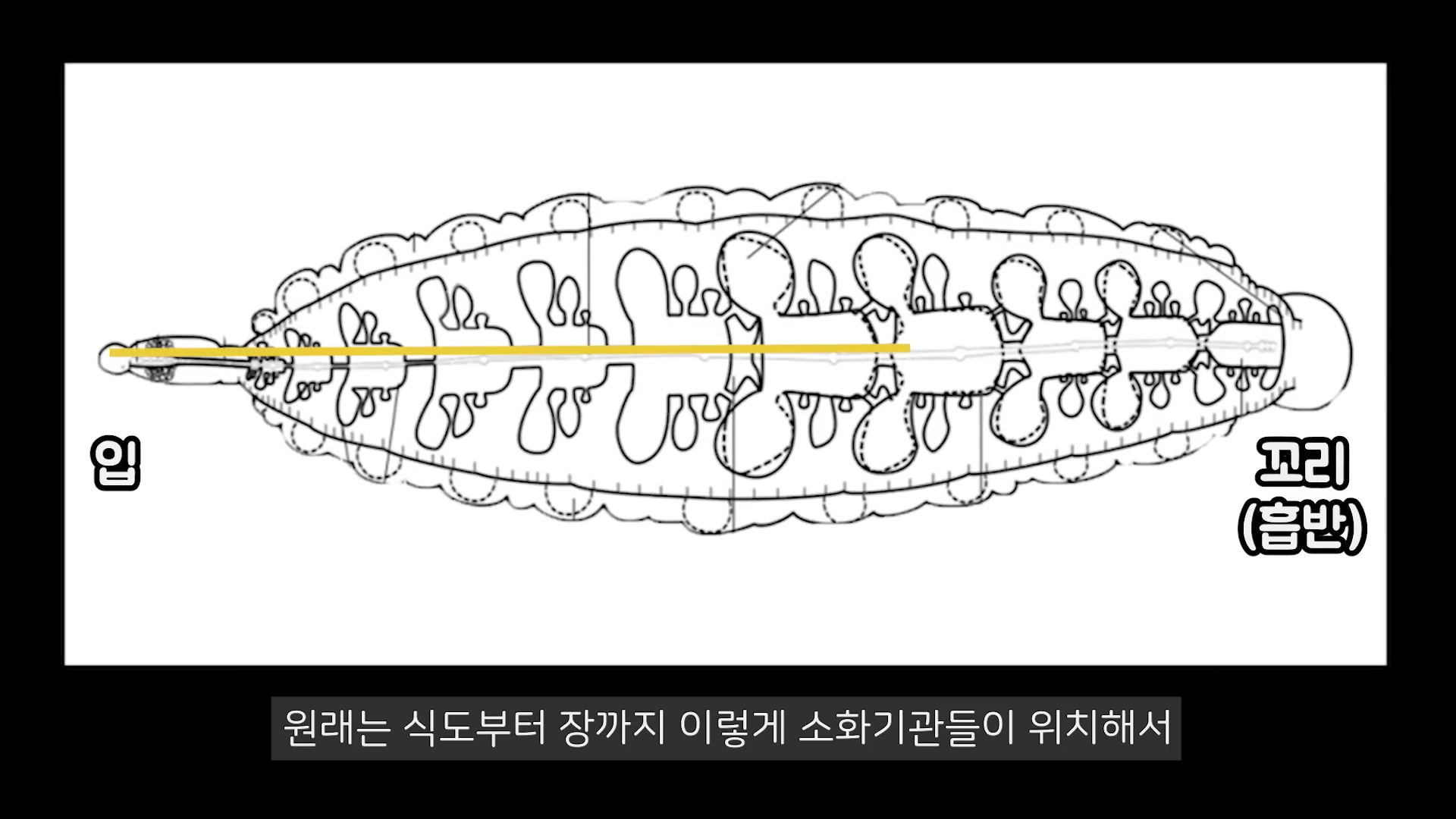 붕어거머리의 해부 구조를 나타내는 흑백 선화 도표로 좌측에는 입, 우측에는 꼬리 흡반이 표시되어 있고 노란색 직선이 몸체 중앙을 가로지르고 있습니다.