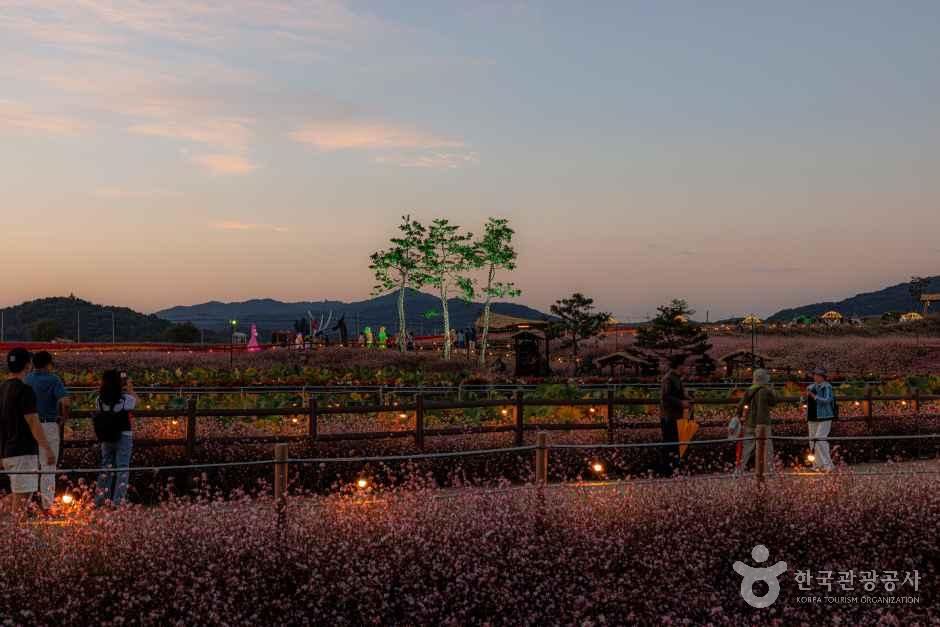 다양한 가을꽃 감상 가능합니다 / 사진=한국관광공사