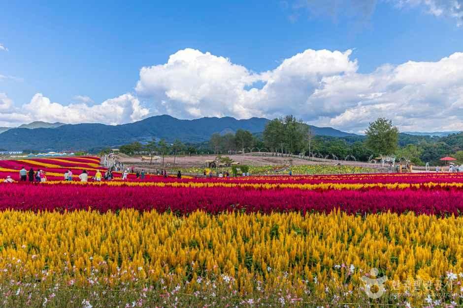 꽃밭 규모는 무료 축구장 34개 크기 / 사진=한국관광공사