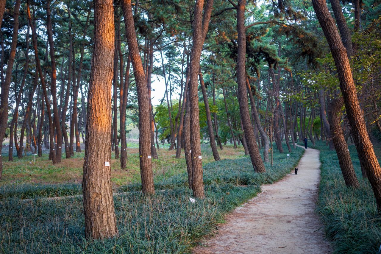 장항송림산림욕장 / 한국관광콘텐츠랩-김지호