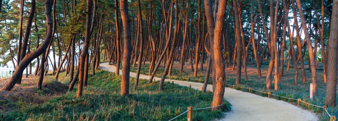 장항송림산림욕장 / 한국관광콘텐츠랩-김지호