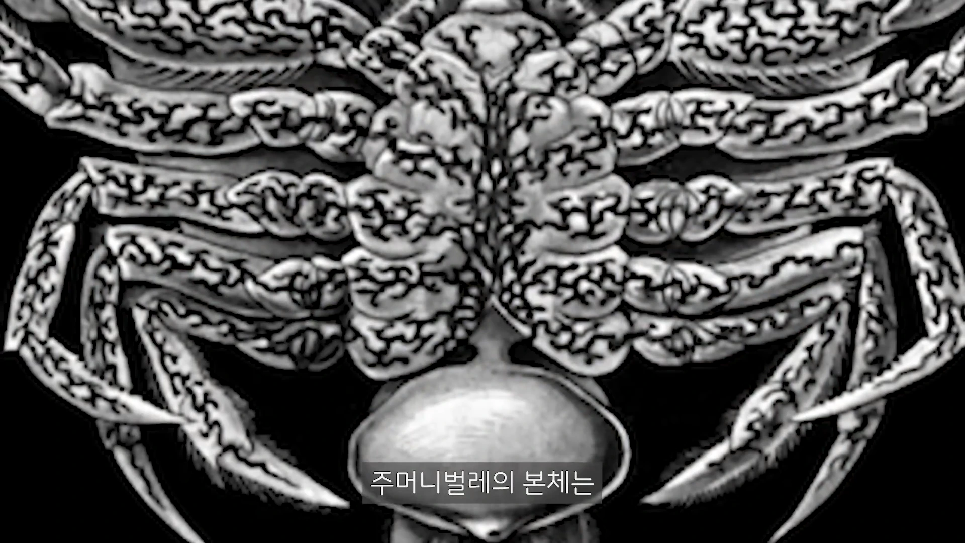 게의 몸 내부 기관에 그물망처럼 복잡하게 퍼져 있는 주머니벌레의 뿌리 구조를 묘사한 흑백 세밀화.
