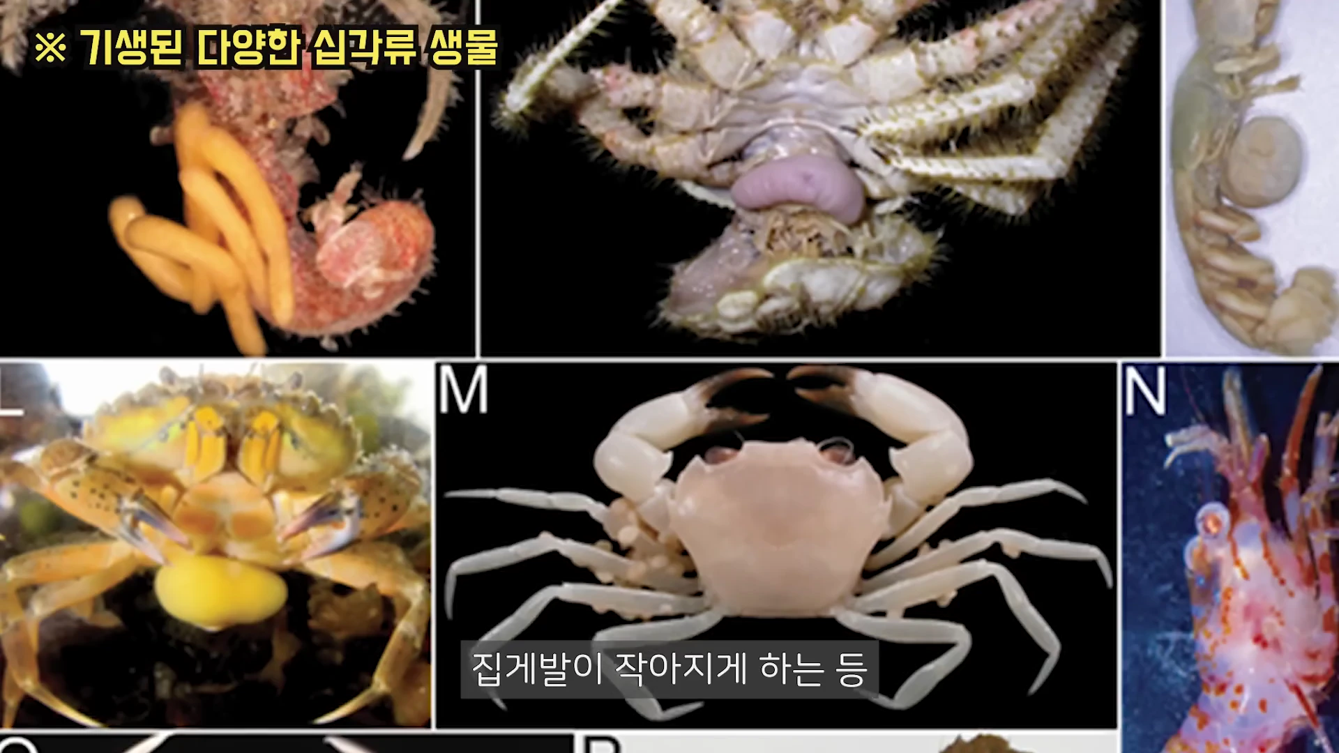 기생 생물에 감염된 다양한 게와 갑각류 생물을 보여주는 여러 개의 사진이 모인 격자형 이미지. 각 사진마다 몸 아랫부분에 노랗거나 분홍색을 띠는 주머니벌레의 생식랑이 부풀어 있다.