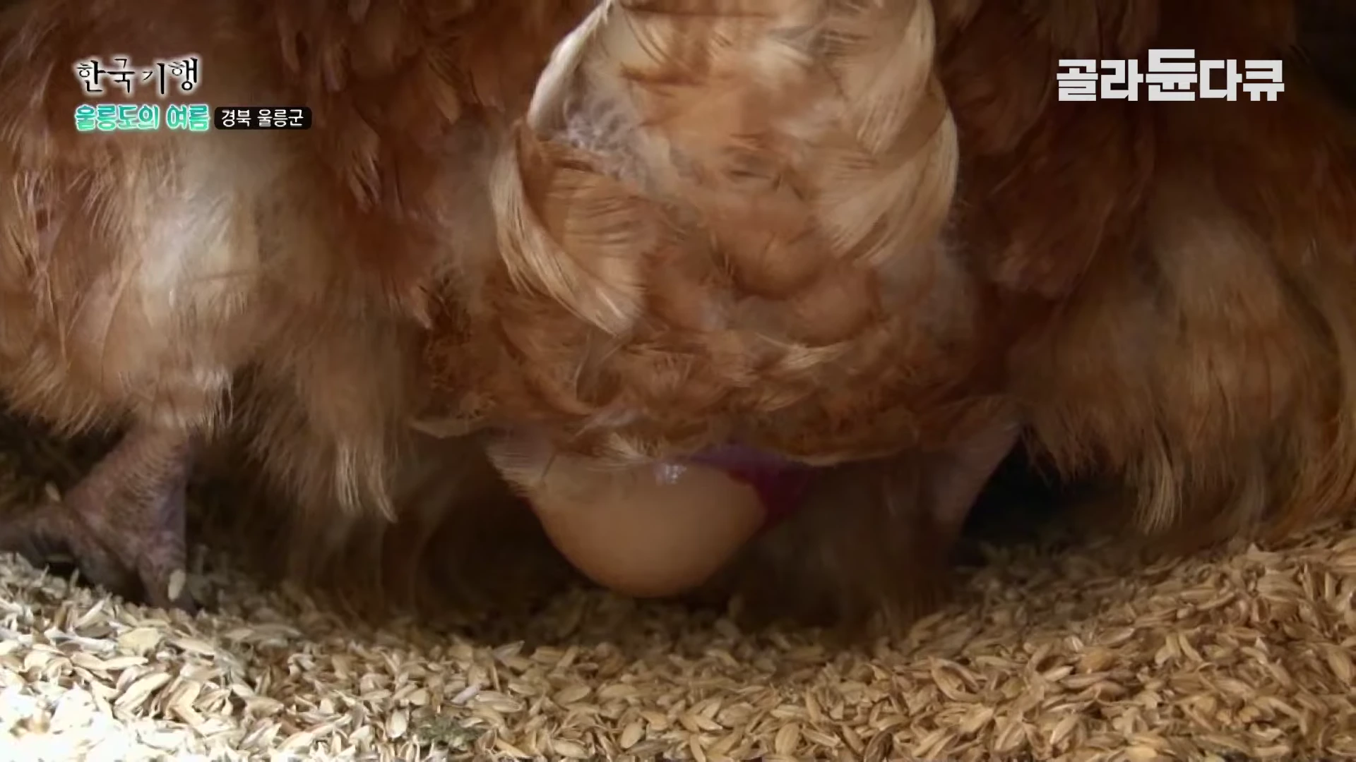 닭 한 마리가 짚이 깔린 바닥에 앉아 알을 낳고 있는 모습이 담긴 방송 화면이다.