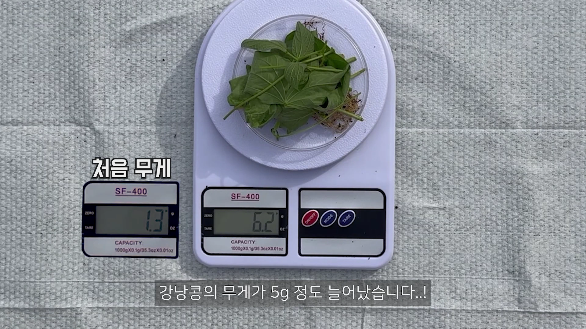 두 개의 전자저울 위에 올려진 강낭콩 식물의 무게를 비교하는 모습이 담긴 화면으로, 왼쪽 저울에는 1.3g, 오른쪽 저울에는 6.2g이라는 숫자가 표시되어 있고 아래에는 강낭콩의 무게가 5g 정도 늘어났다는 자막이 적혀 있습니다.