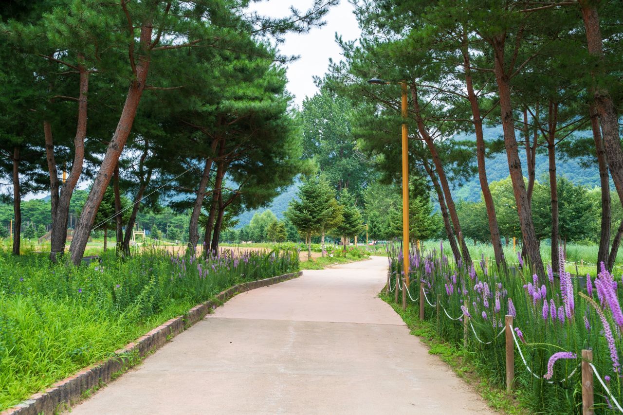 자라섬 / 한국관광콘텐츠랩-김지호