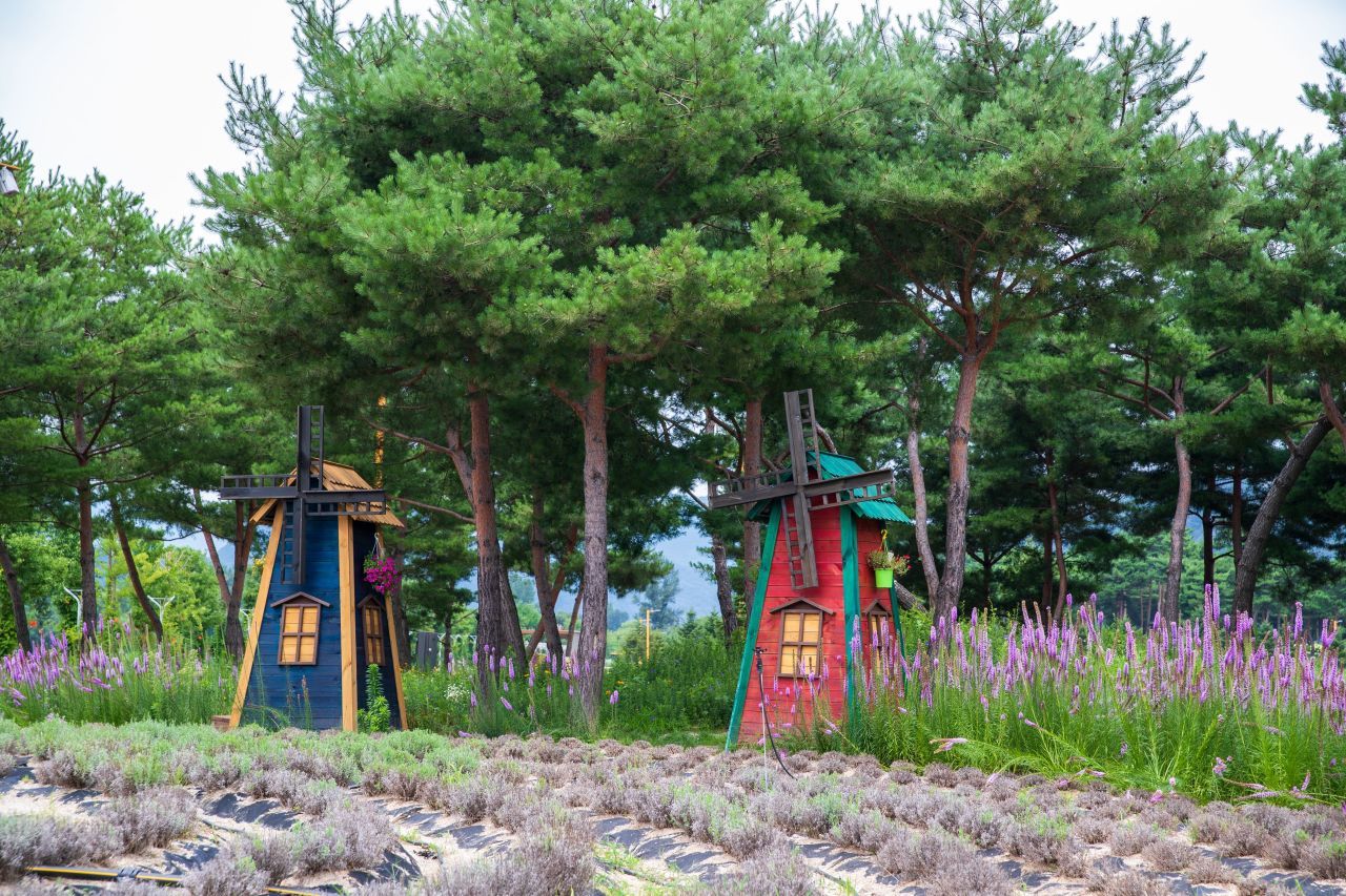 자라섬 / 한국관광콘텐츠랩-김지호