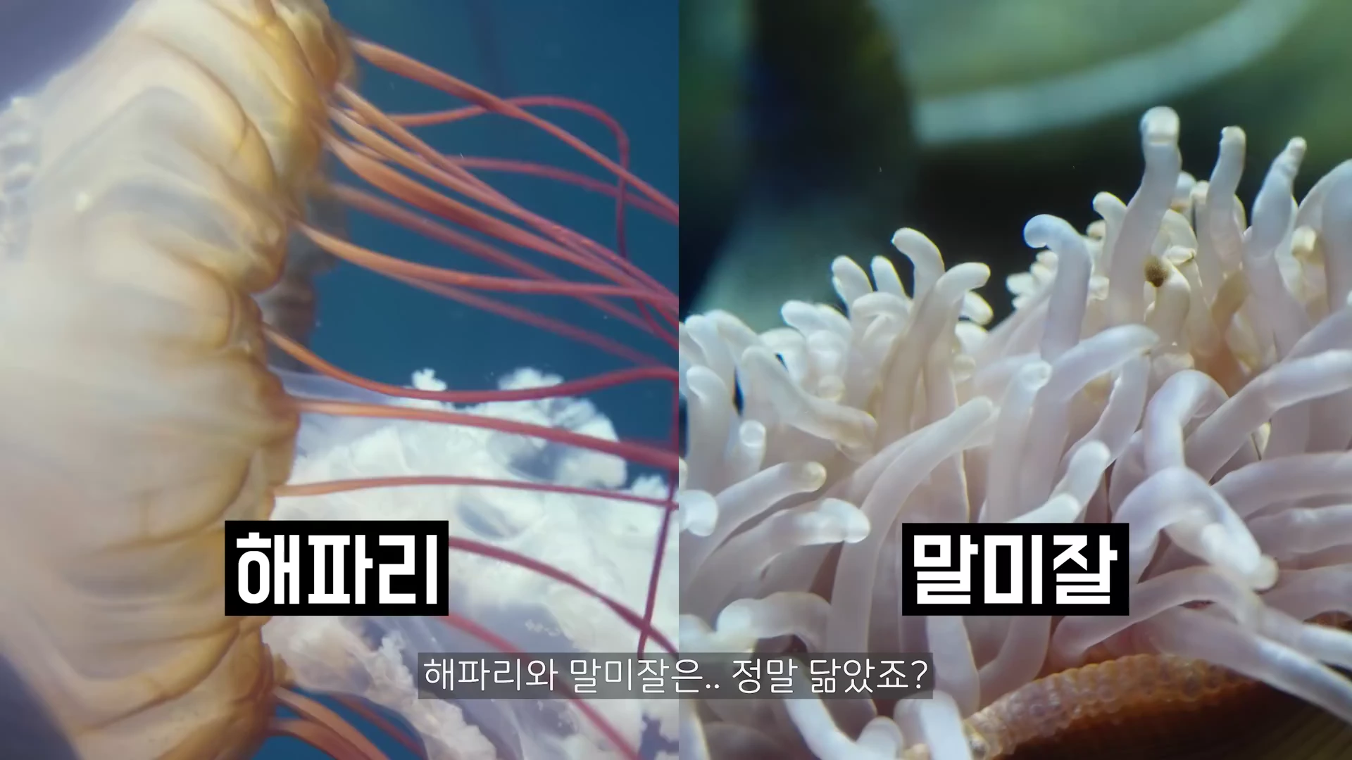 화면이 좌우로 분할되어 있으며 왼쪽에는 해파리의 촉수가, 오른쪽에는 말미잘의 촉수가 근접 촬영된 영상 캡처 화면입니다.