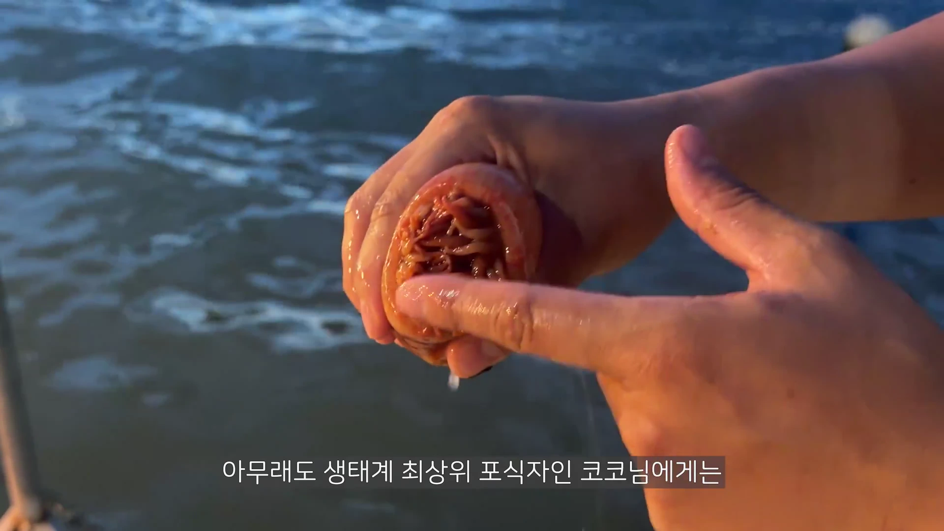 바닷가에서 한 사람이 말미잘을 손에 들고 그 내부의 촉수 구조를 손가락으로 가리키고 있는 모습입니다.