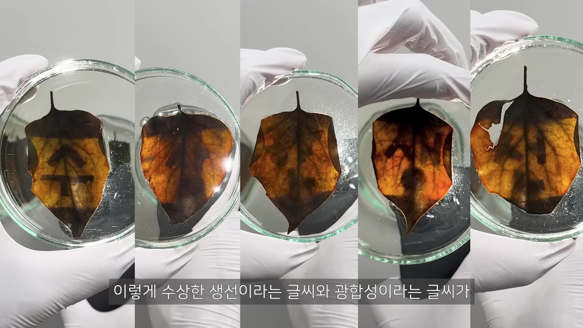 흰 장갑을 낀 손이 여러 개의 배양 접시에 담긴 나뭇잎들을 들고 있는 모습. 각 잎에는 아이오딘 용액 반응으로 인해 글씨 형태의 어두운 무늬가 선명하게 나타나 있다.