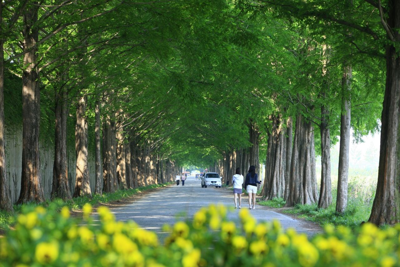 담양 메타세쿼이아길 / 한국관광콘텐츠랩-김지호
