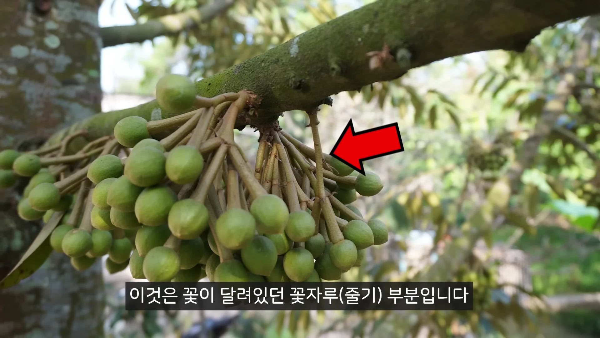 나무 가지에 빽빽하게 매달린 작은 녹색 두리안 꽃봉오리들과 그중 하나를 가리키는 빨간색 화살표가 있는 화면.